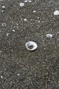 A seashell on the black sand beach. Foto stock