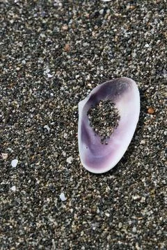 A seashell on the black sand beach. Stock Photos