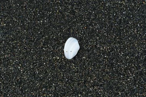 A seashell on the black sand beach. Stock Photos