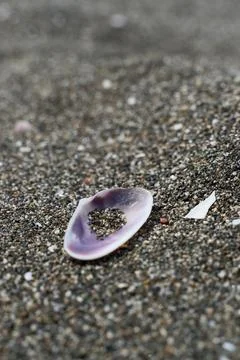 A seashell on the black sand beach. Stock Photos