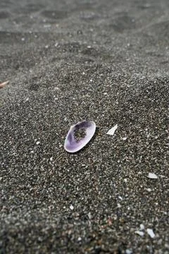 A seashell on the black sand beach. 스톡 사진