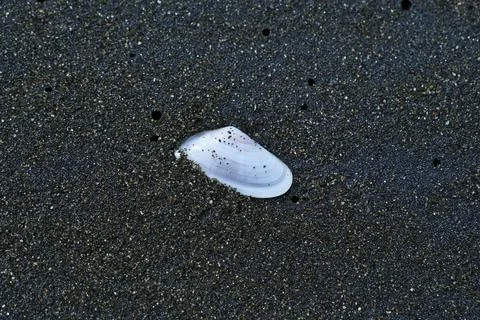 A seashell on the black sand beach. Stock Photos