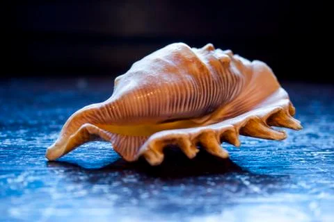 Seashell on a blue background Stock Photos