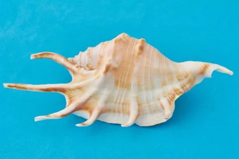 Seashell on blue background. Summer time concept. 스톡 사진