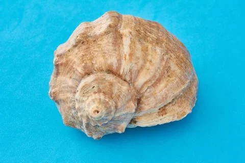 Seashell on blue background. Summer time concept. Stock Photos