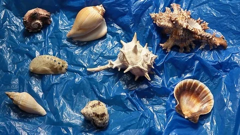 Seashell blue garbage package background hd footage Stock Footage 119310977