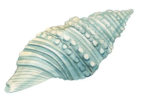 Seashell blue on isolated white background, watercolor illustration seashell Stock Illustration