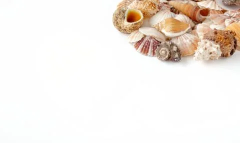 Seashell Border on White Background Stock Photos