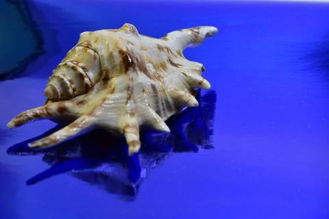 Seashell on a bright blue background Stock Photos
