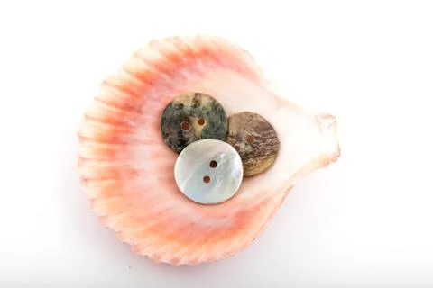 Seashell with buttons on white background Stock Photos