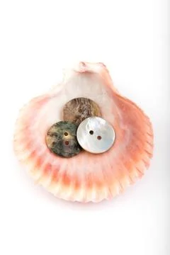 Seashell with buttons on white background Stock Photos