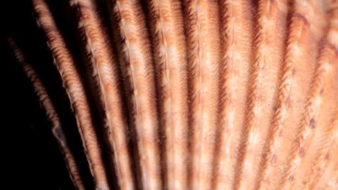 Seashell Cardium Spinning Texture Background Close Up Stock Footage 90583961