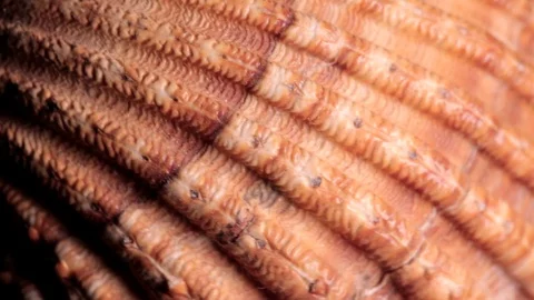 Seashell Cardium Spinning Texture Background Close Up Stock Footage 90583969