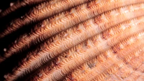 Seashell Cardium Spinning Texture Background Close Up Stock Footage 90583974