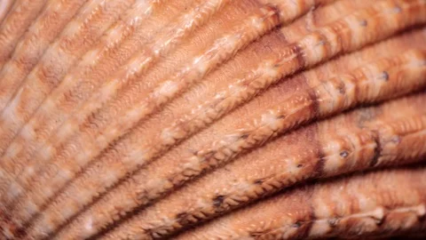 Seashell Cardium Spinning Texture Background Close Up Stock Footage 90584351