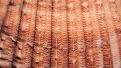 Seashell Cardium Spinning Texture Background Close Up Stock Footage 90584447