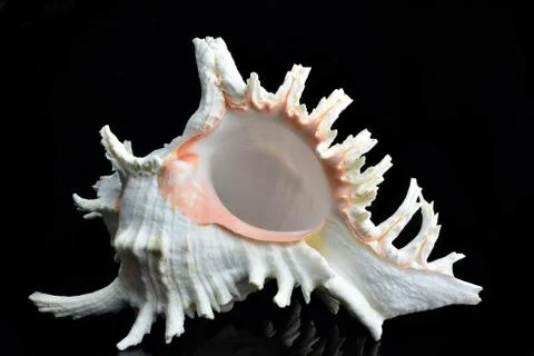 Seashell Chicoreus ramosus Stock Photos