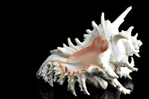 Seashell Chicoreus ramosus Foto stock