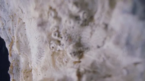Seashell close-up Stock Footage 346432140