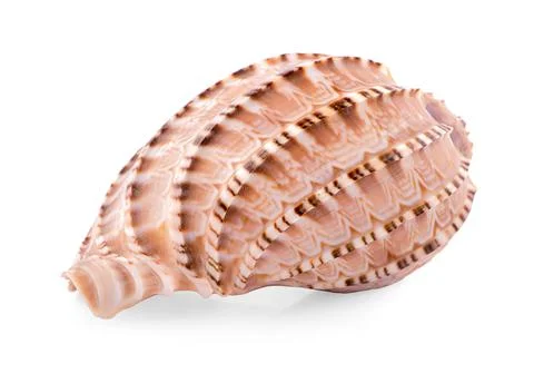 Seashell in close-up isolated on a white background Stock Photos