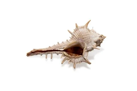 Seashell in close-up isolated on a white background Stock Photos