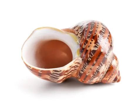 Seashell in close-up isolated on a white Stock Photos