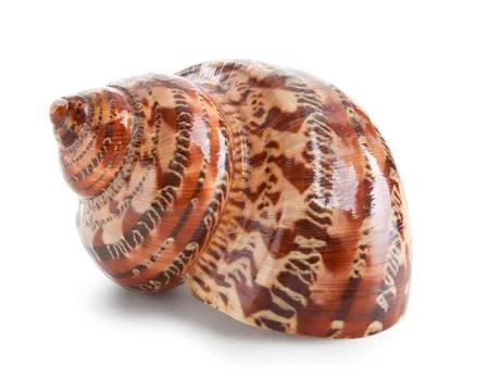 Seashell in close-up isolated on a white Stock Photos