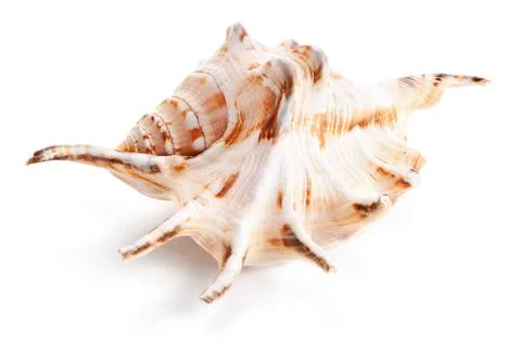 Seashell in close-up isolated on a white Stock Photos