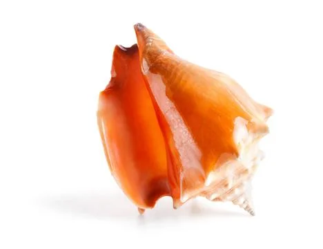 Seashell in close-up isolated on a white Stock Photos
