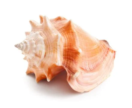 Seashell in close-up isolated on a white Foto stock