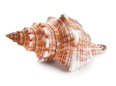 Seashell in close-up isolated on a white Stock Photos