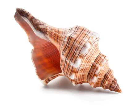Seashell in close-up isolated on a white Foto stock