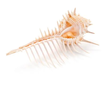 Seashell in close-up isolated on a white Foto stock