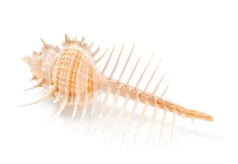 Seashell in close-up isolated on a white Stock Photos