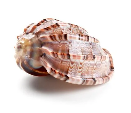 Seashell in close-up isolated on a white Stock Photos
