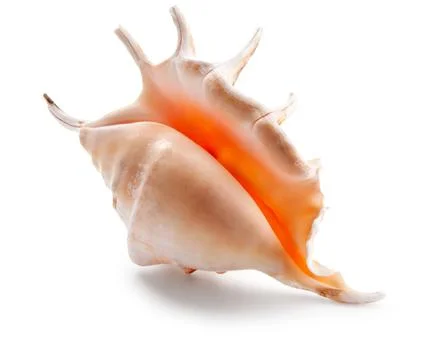 Seashell in close-up isolated on a white Stock Photos