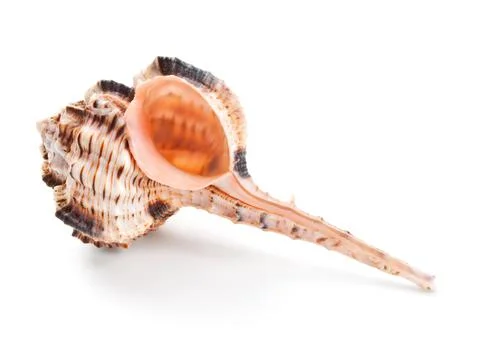 Seashell in close-up isolated on a white Stock Photos