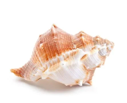 Seashell in close-up isolated on a white Stock Photos