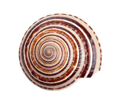 Seashell in close-up isolated on a white Stock Photos