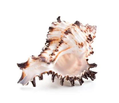 Seashell in close-up isolated on a white Stock Photos