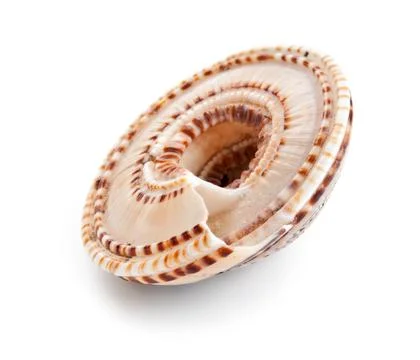 Seashell in close-up isolated on a white Stock Photos