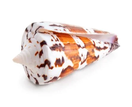 Seashell in close-up isolated on a white Stock Photos