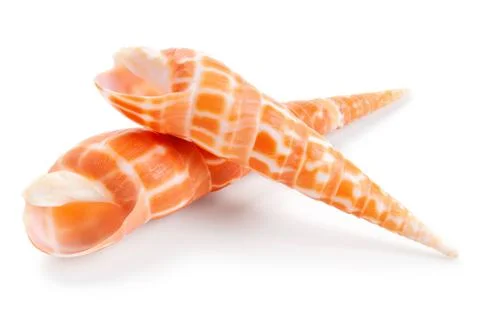 Seashell in close-up isolated on a white Foto stock