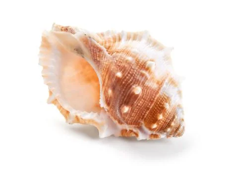 Seashell in close-up isolated on a white Stock Photos