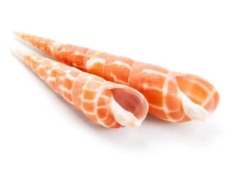 Seashell in close-up isolated on a white Stock Photos