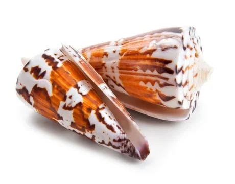 Seashell in close-up isolated on a white Stock Photos
