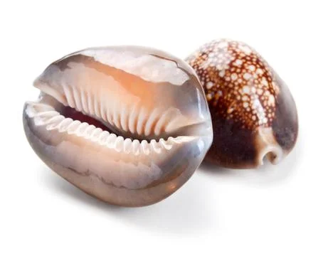 Seashell in close-up isolated on a white Stock Photos