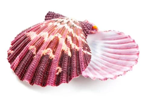 Seashell in close-up isolated on a white Stock Photos