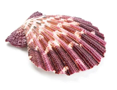 Seashell in close-up isolated on a white Stock Photos