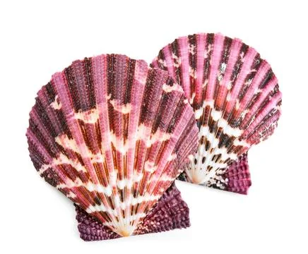 Seashell in close-up isolated on a white Foto stock